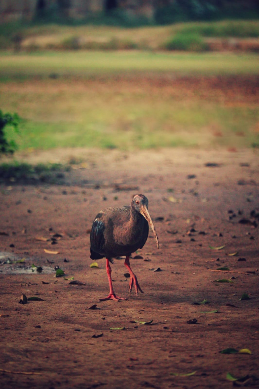 The Giant Ibis Bird Photos